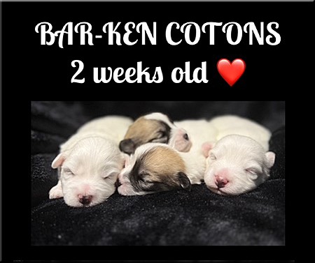 Bar-Ken Cotons