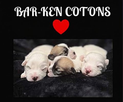 Bar-Ken Cotons