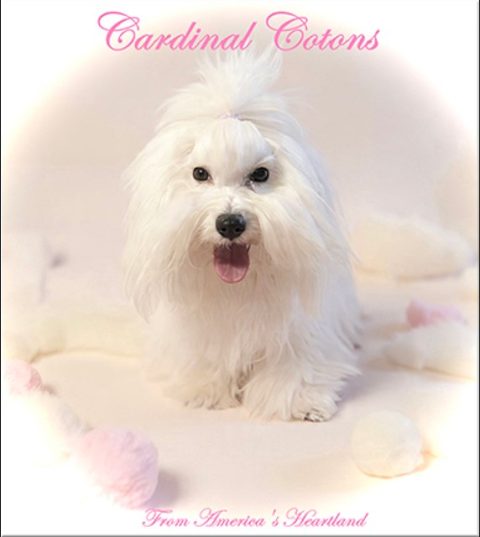 Cardinal Cotons logo