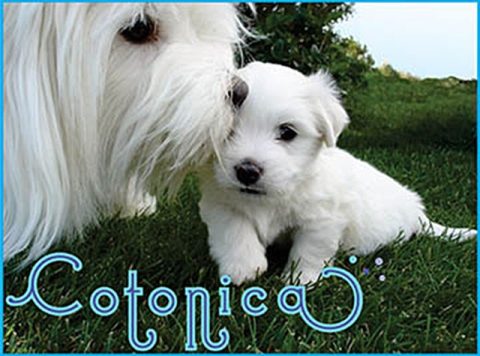 Cotonica Logo-NACA