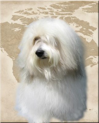 The Legends and History of the Coton de Tulear Breed