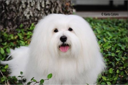 North American Coton de Tulear Association