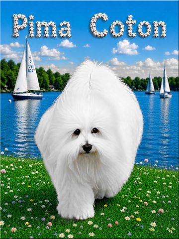 Pima Coton Logo