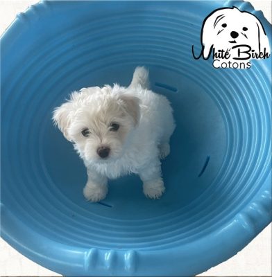 North American Coton de Tulear Association